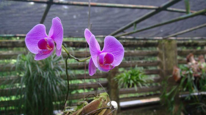 orchidgardens1